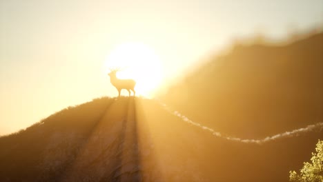Deer-Male-in-Forest-at-Sunset